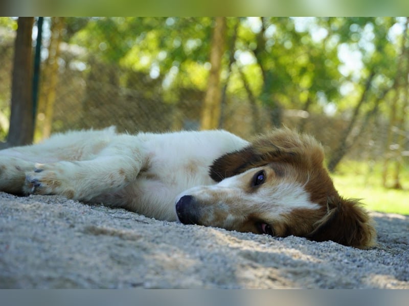 Valerio - Zuckerschneckchen sucht Menschenfamilie