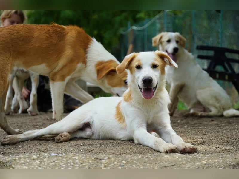 Wafer - Die leise Hoffnung, dass etwas Besseres kommt