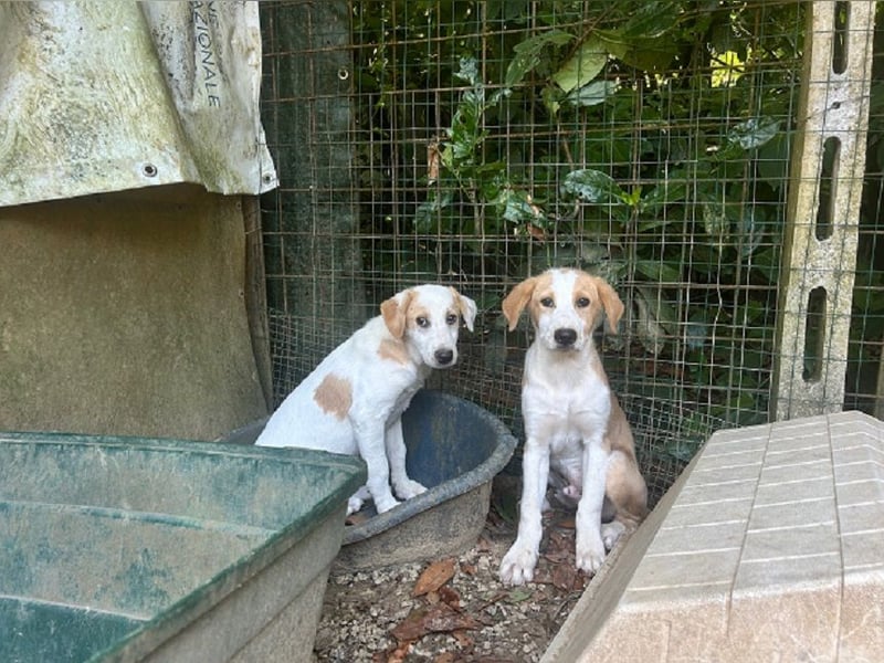 Wafer - Die leise Hoffnung, dass etwas Besseres kommt