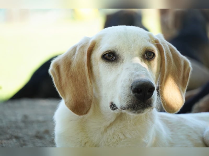 Deddy - Zuckerschneckchen sucht Menschenfamilie