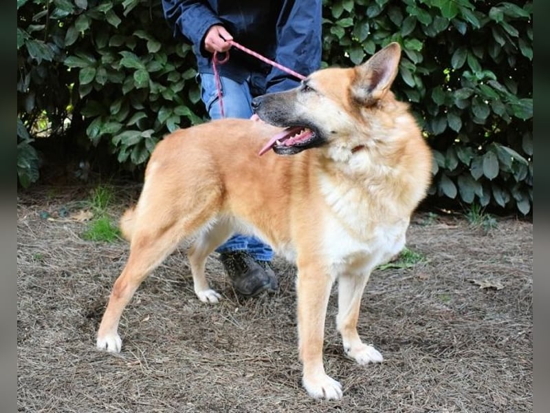 Oddy - Der "Seltsame" mit den Bernsteinaugen