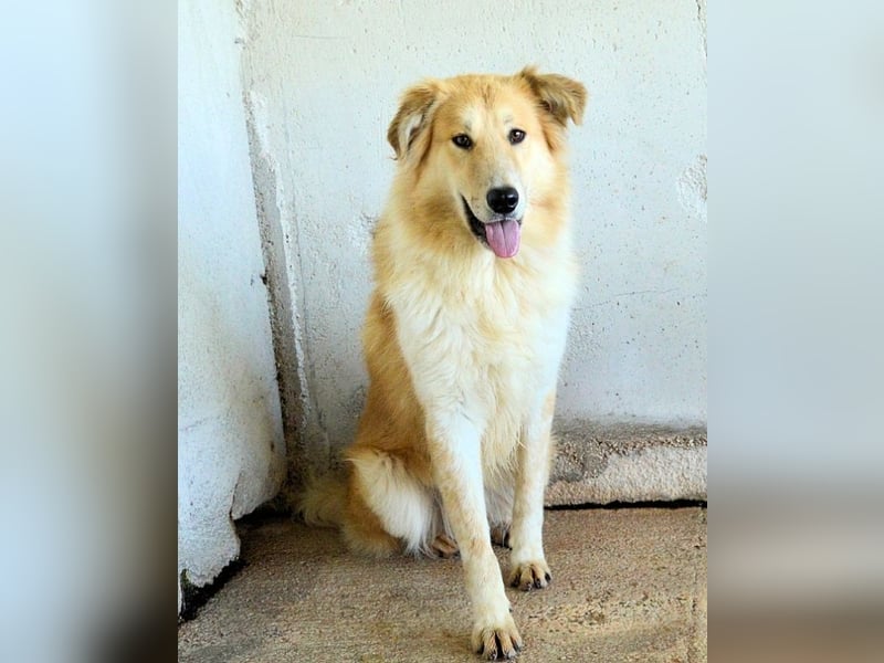 Lauritz - sucht seinen Platz im Leben Lauritz - sucht seinen Platz im Leben