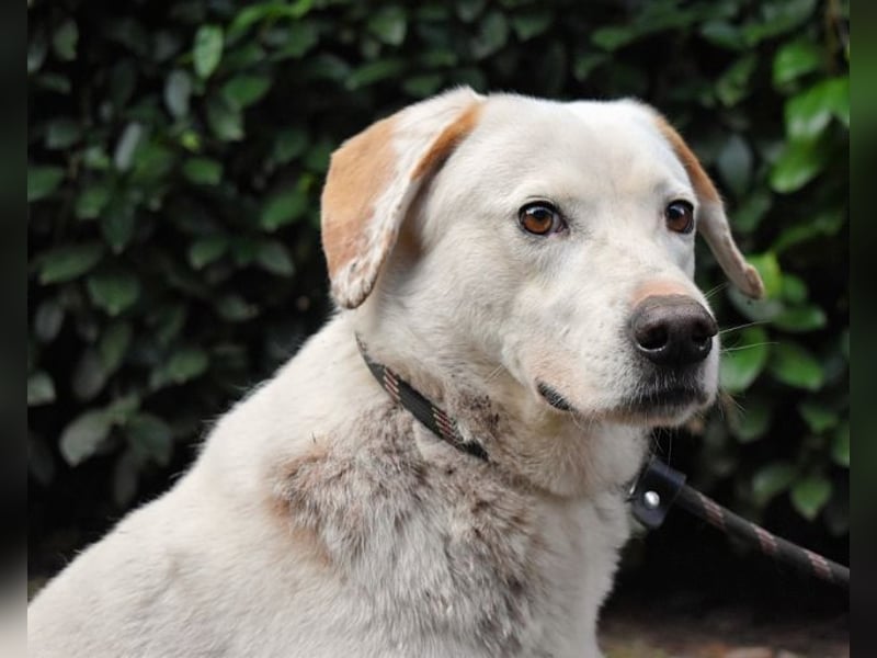 Ghemon - Der sanfte Träumer im Canile