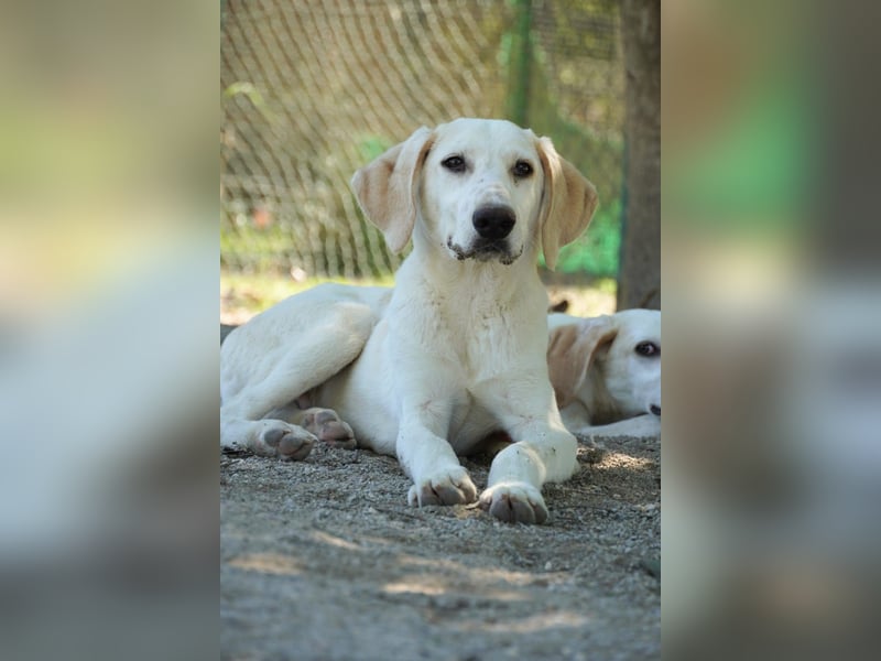 Peppino - Zuckerschneckchen sucht Menschenfamilie