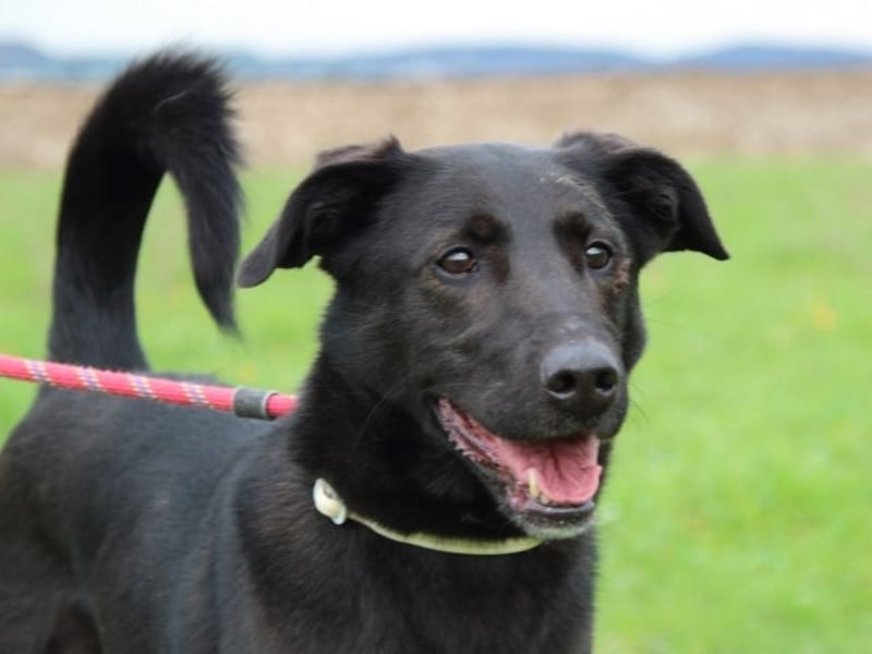 Clodette - Persönlichkeit sucht Führungsqualität!