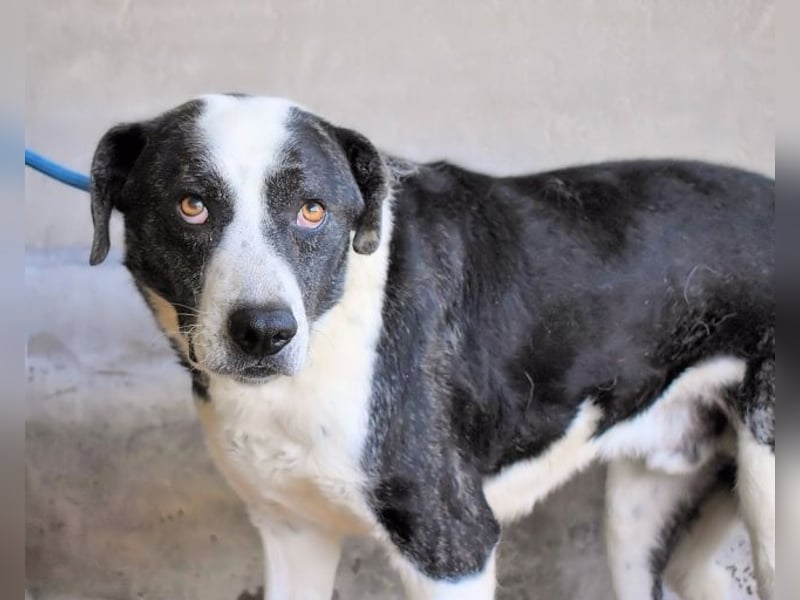 Oldrich - NIE ist einfach zu lang