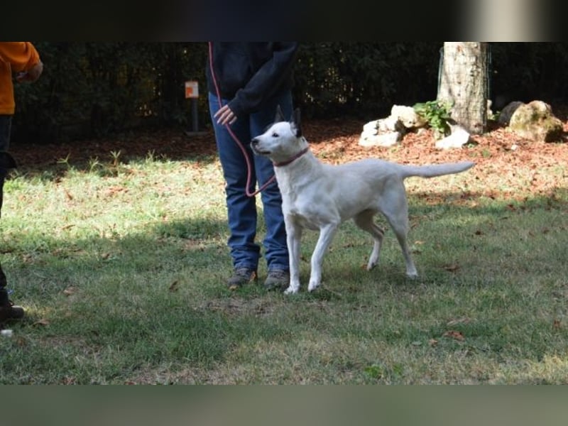 Camellia - sucht ihr Zuhause Camellia - sucht ihr Zuhause