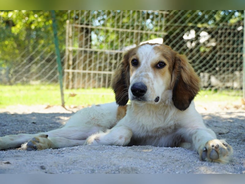 Valerio - Zuckerschneckchen sucht Menschenfamilie