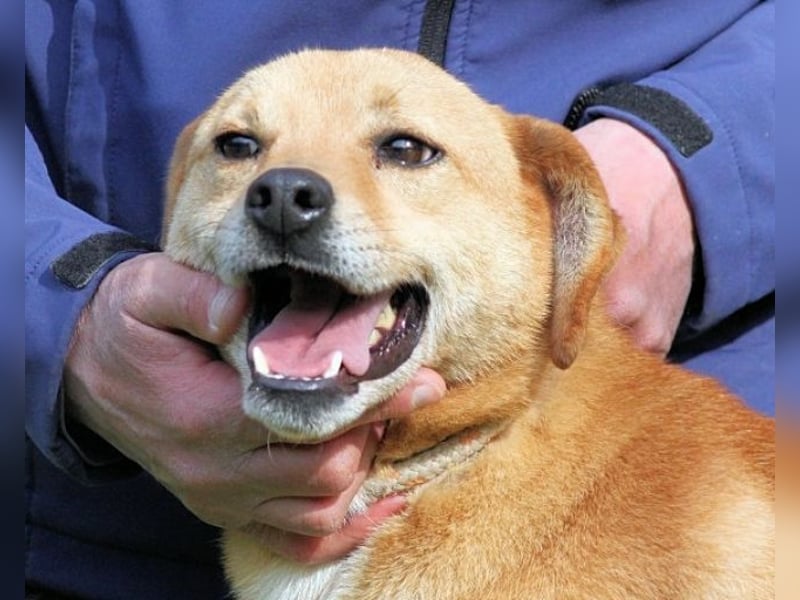 Sabeeh - möchte endlich auch ein Hundeleben führen!