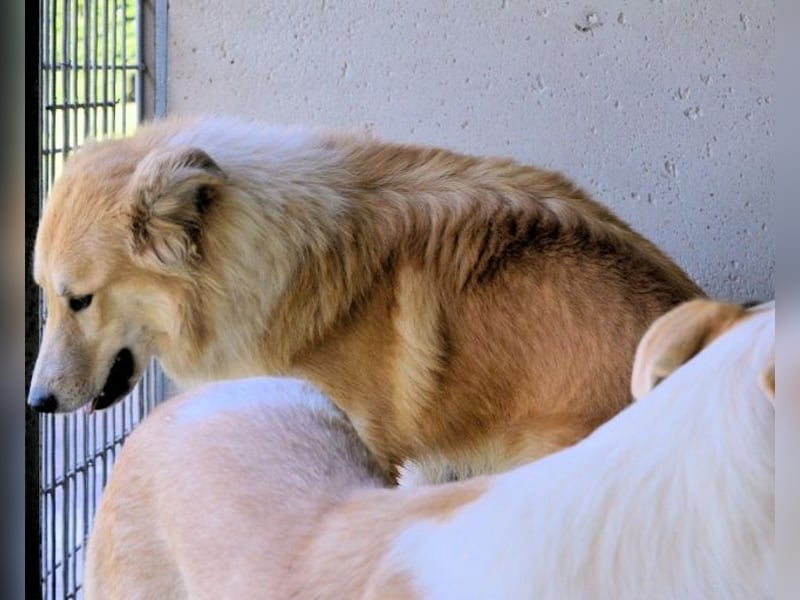 Lauritz - sucht seinen Platz im Leben Lauritz - sucht seinen Platz im Leben