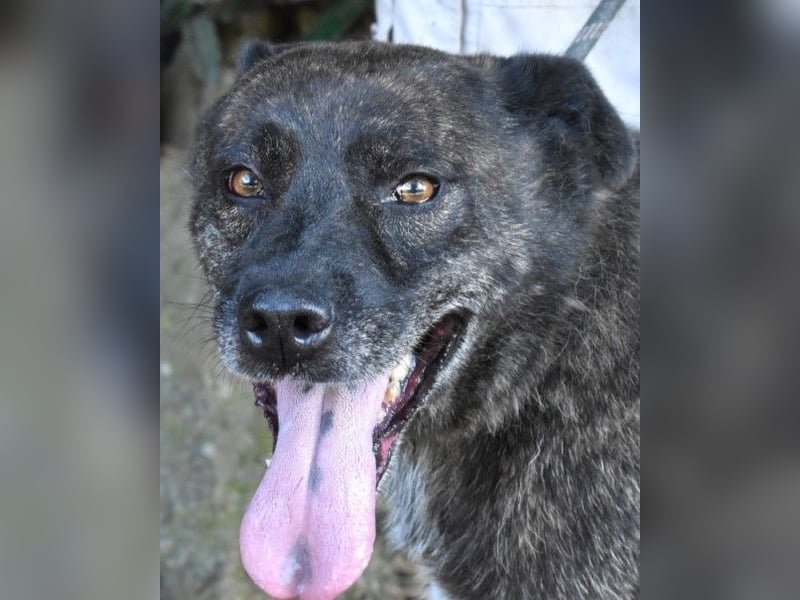 Fareeda - Wo die Schmetterlinge wohnen