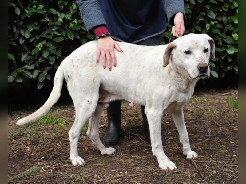 Ginko - SOS - Drei Brüder in großer Not