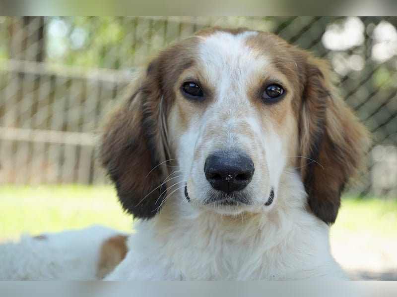 Valerio - Zuckerschneckchen sucht Menschenfamilie