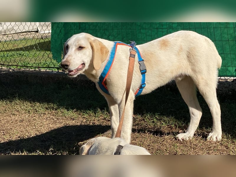 Peppino - Zuckerschneckchen sucht Menschenfamilie