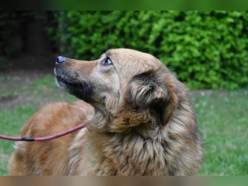 Graziana - eine sanfte Hündin mit großem Herzen und gelassener Neugier