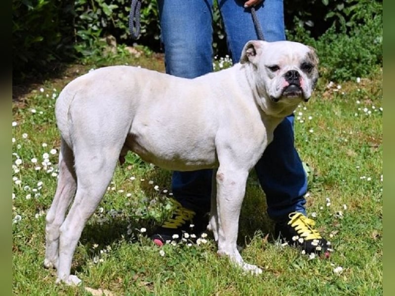 Nickolaus - Alle guten Dinge sind drei