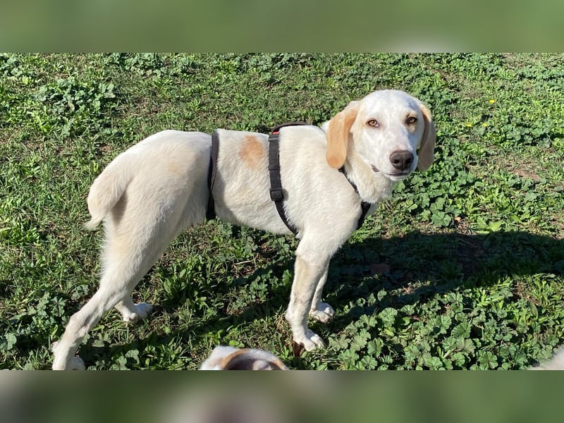 Deddy - Zuckerschneckchen sucht Menschenfamilie