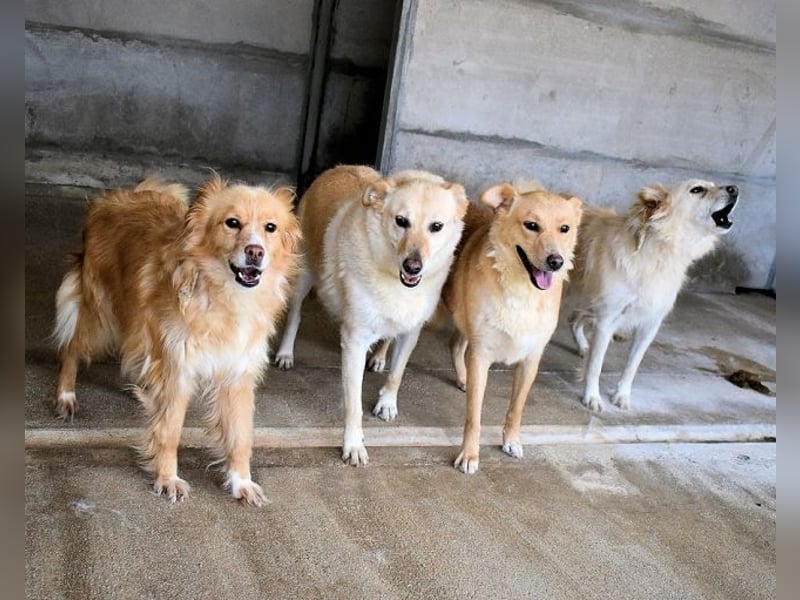 Addison - lange sitzen sie schon da und haben es schwer