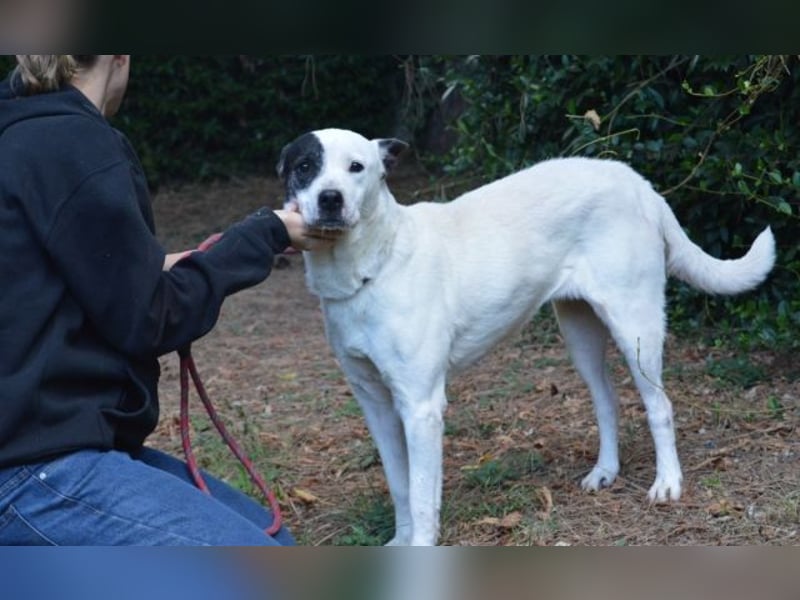 Camellia - sucht ihr Zuhause Camellia - sucht ihr Zuhause