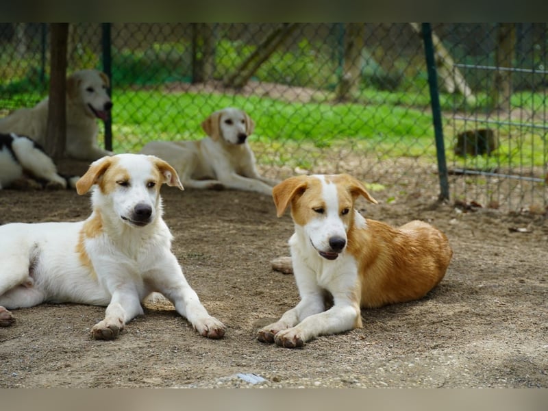 Wafer - Die leise Hoffnung, dass etwas Besseres kommt