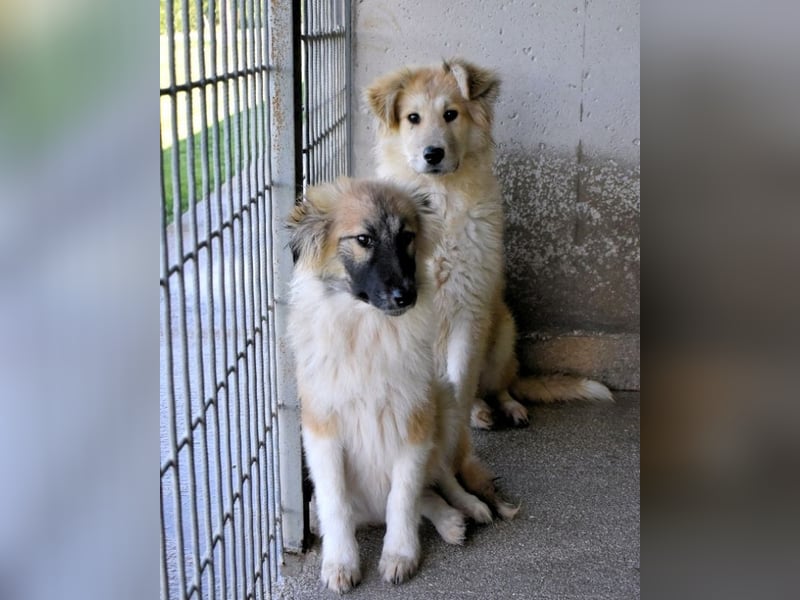 Lauritz - sucht seinen Platz im Leben Lauritz - sucht seinen Platz im Leben