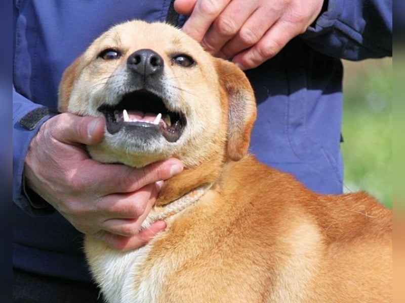 Sabeeh - möchte endlich auch ein Hundeleben führen!