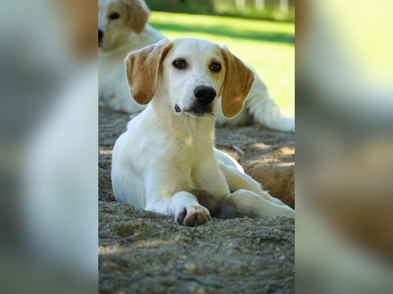 Deddy - Zuckerschneckchen sucht Menschenfamilie