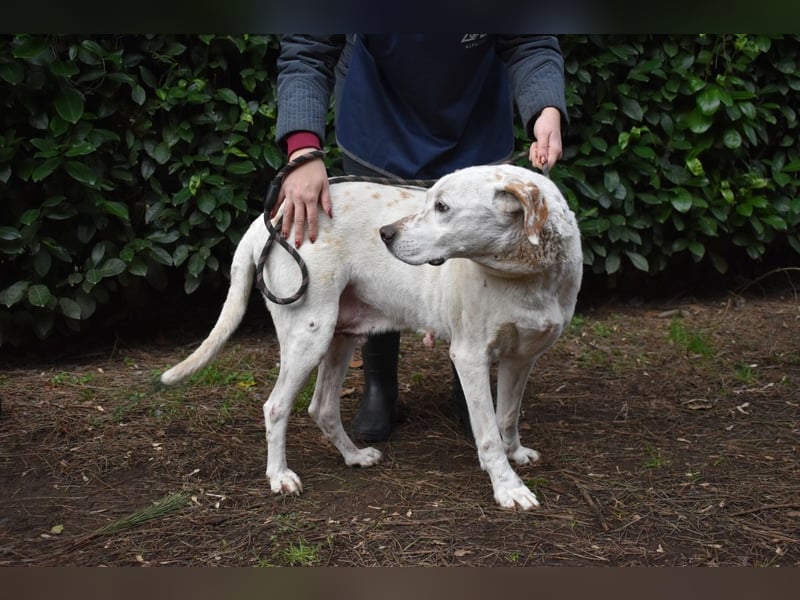 Ginko - SOS - Drei Brüder in großer Not