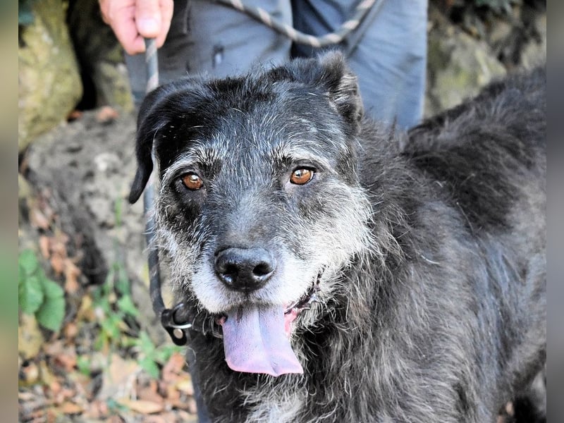 Baldovino - Lieber, großer Kerl fragt: Darf ich zu Dir?