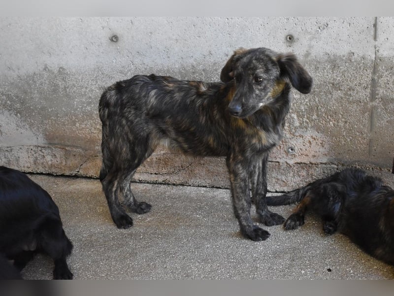 Nivara - Das Märchen von den fünf Schwestern