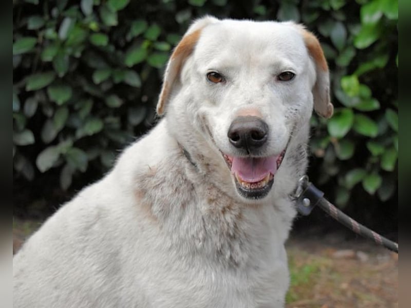 Ghemon - Der sanfte Träumer im Canile