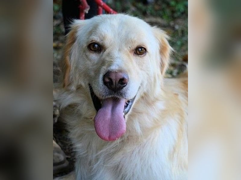 Rodman - läuft sich die Seele wund Rodman - läuft sich die Seele wund