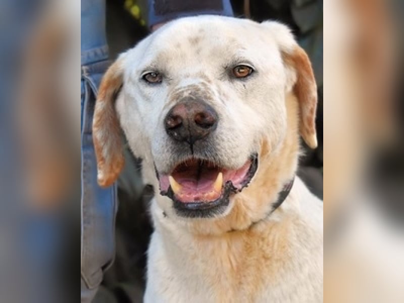 Ginko - SOS - Drei Brüder in großer Not