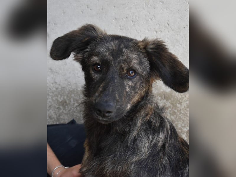 Nivara - Das Märchen von den fünf Schwestern