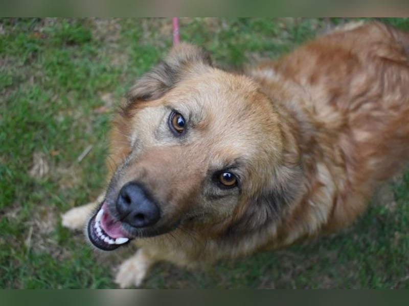 Graziana - eine sanfte Hündin mit großem Herzen und gelassener Neugier