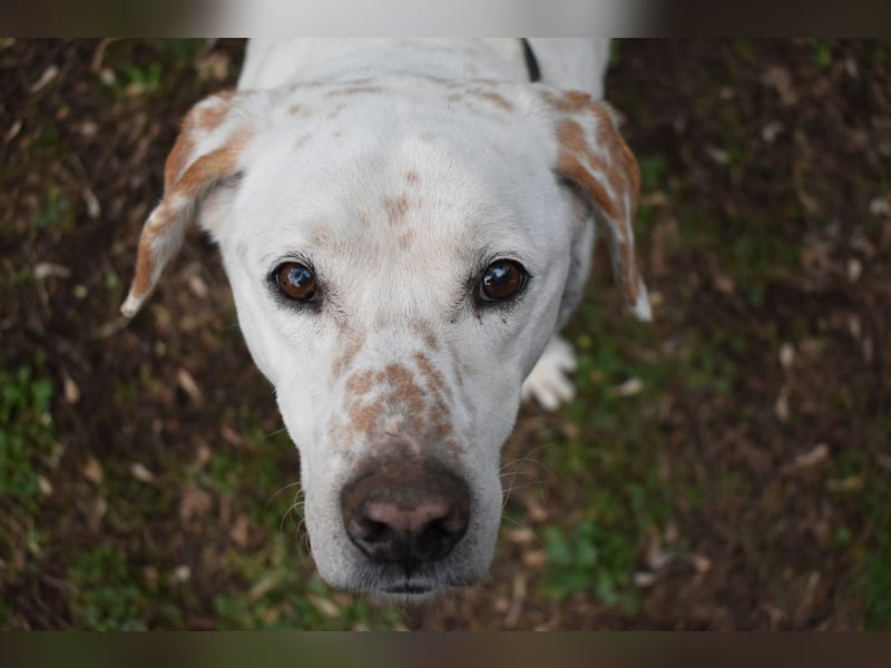 Ginko - SOS - Drei Brüder in großer Not
