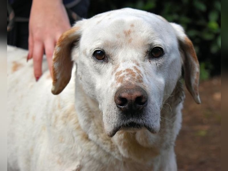 Ginko - SOS - Drei Brüder in großer Not