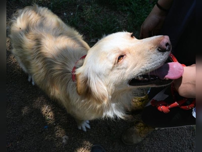 Rodman - läuft sich die Seele wund Rodman - läuft sich die Seele wund