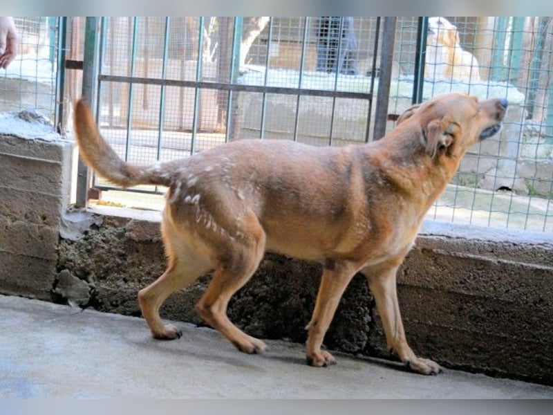 Zaccheo - ist im besten Alter