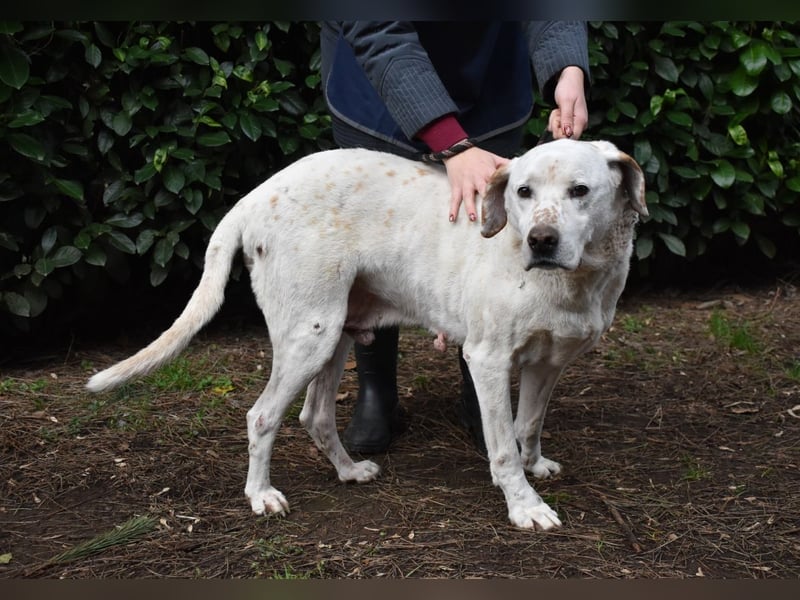 Ginko - SOS - Drei Brüder in großer Not