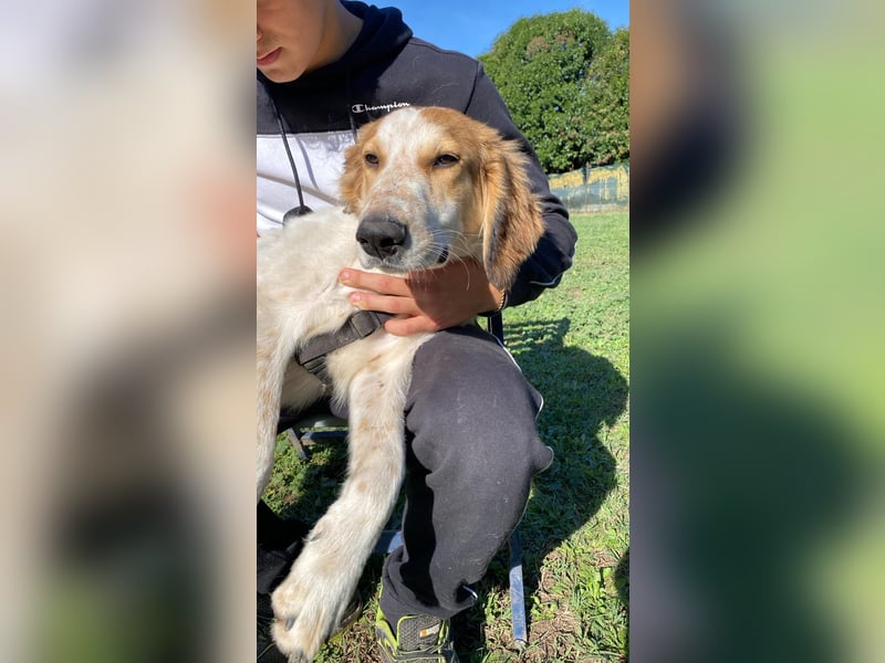 Valerio - Zuckerschneckchen sucht Menschenfamilie