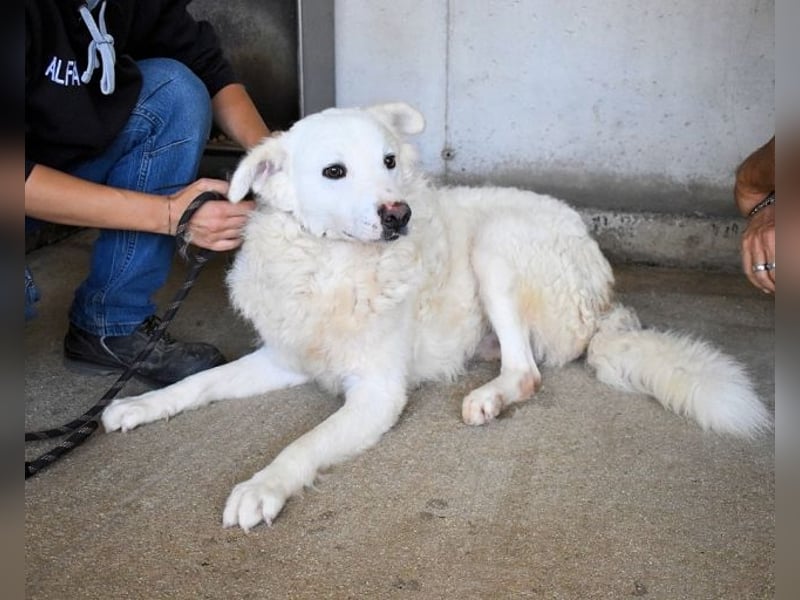 Walcott - Liebesbedürftig und mit einem Wunsch: eine eigene Familie