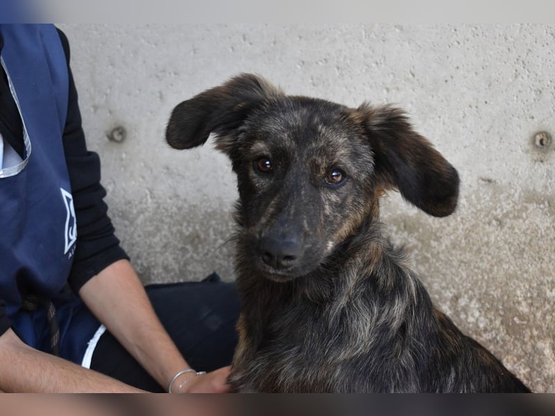 Nivara - Das Märchen von den fünf Schwestern