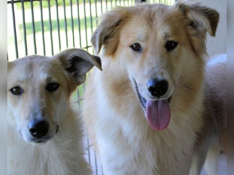 Lauritz - sucht seinen Platz im Leben Lauritz - sucht seinen Platz im Leben