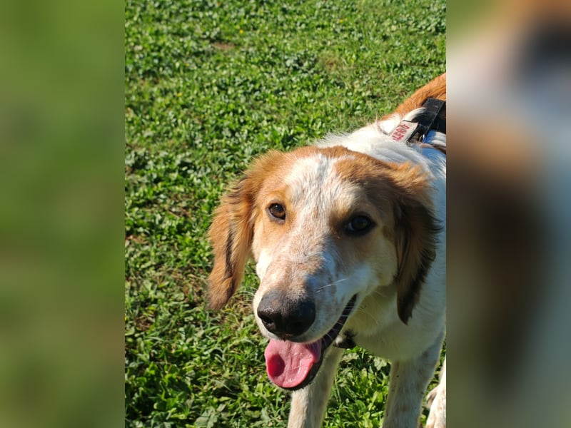 Valerio - Zuckerschneckchen sucht Menschenfamilie