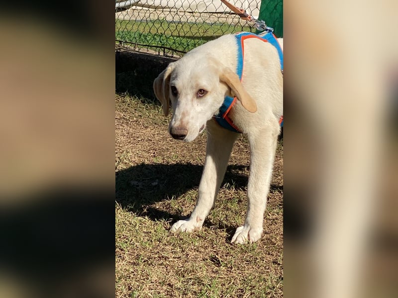 Peppino - Zuckerschneckchen sucht Menschenfamilie