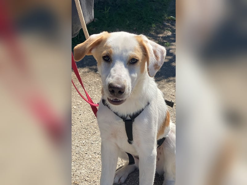 Wafer - Die leise Hoffnung, dass etwas Besseres kommt