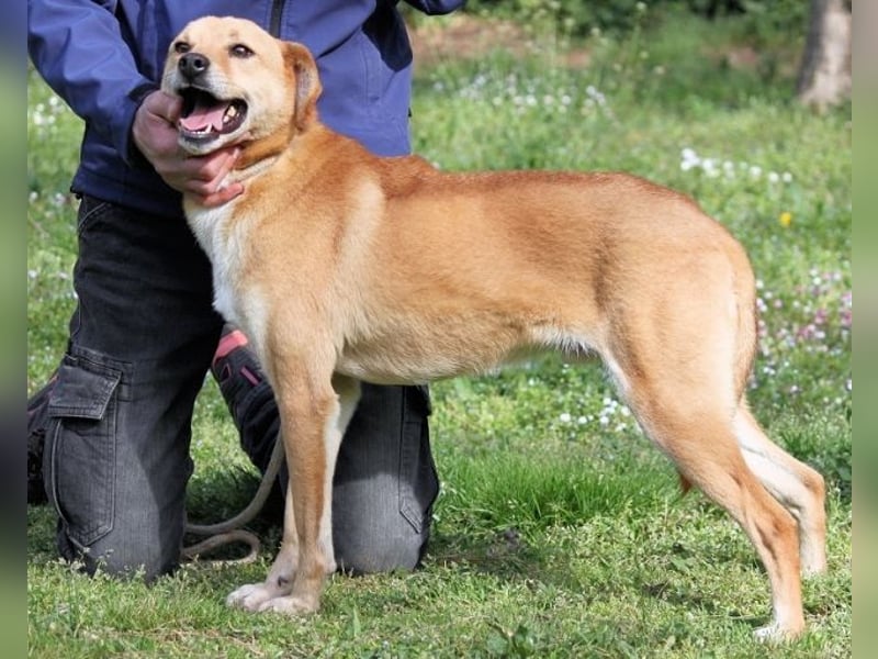 Sabeeh - möchte endlich auch ein Hundeleben führen!