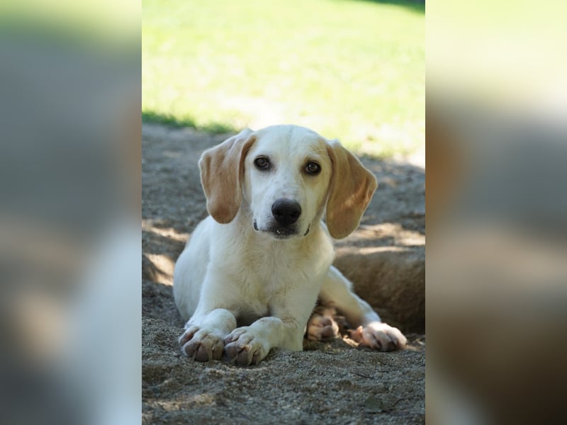 Deddy - Zuckerschneckchen sucht Menschenfamilie