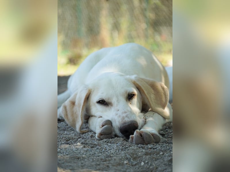 Peppino - Zuckerschneckchen sucht Menschenfamilie
